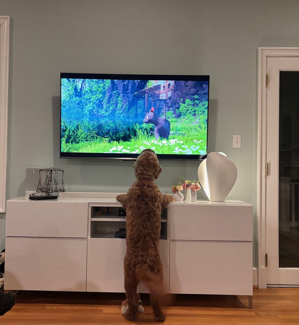 Photo of dog watching TV.